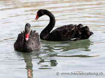 Vogelgrippe bei Schwarzschwänen in Zürich entdeckt