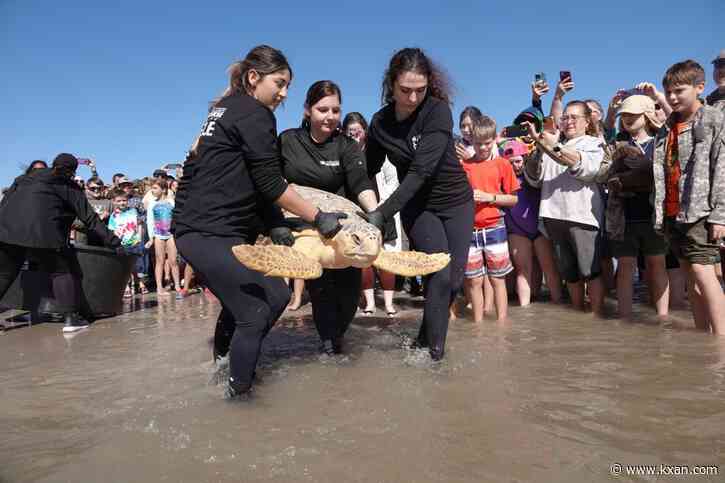 Frozen sea turtles and wounded dolphins will receive help at new Texas State Aquarium facility