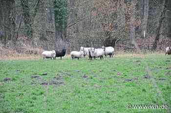 Zwei Schafe von Weide geholt und getötet
