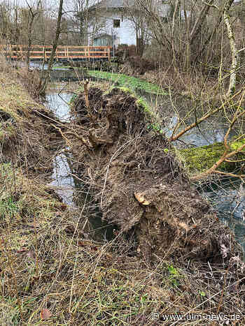 Kranke Bäume werden zur Sicherheit der Wanderer entfernt
