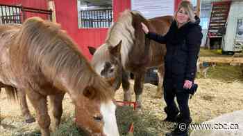 Canada isn't doing enough to protect horses flown to Japan for slaughter, advocates say