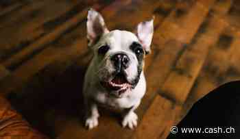 «Dogs of the Dow»: Wie Anleger mit dieser Dividendenstrategie den Markt schlagen