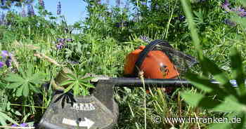 Landkreis Kitzingen: Frist für das Heckenschneiden einhalten - warum das nötig ist