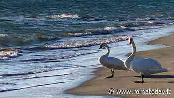Cigni in spiaggia: ad Ostia la presenza che non ti aspetti