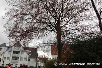 Schloß Holte-Stukenbrock setzt Säge erst bei krankem Baum an