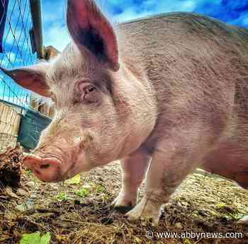 Beloved rogue Langley pig turned Cowichan sanctuary resident dies