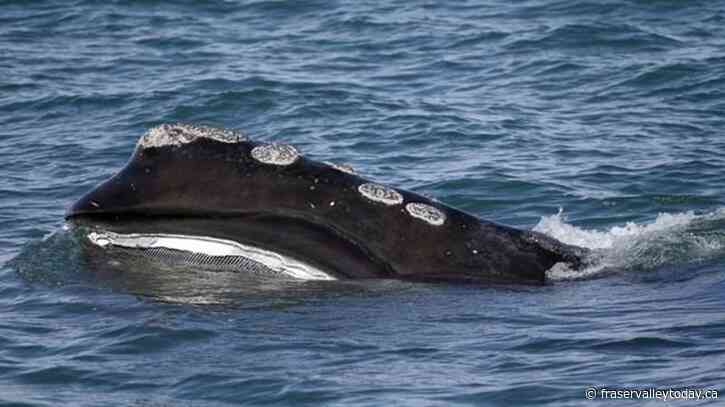 Tracing fishing gear to protect North Atlantic right whales is positive step: expert