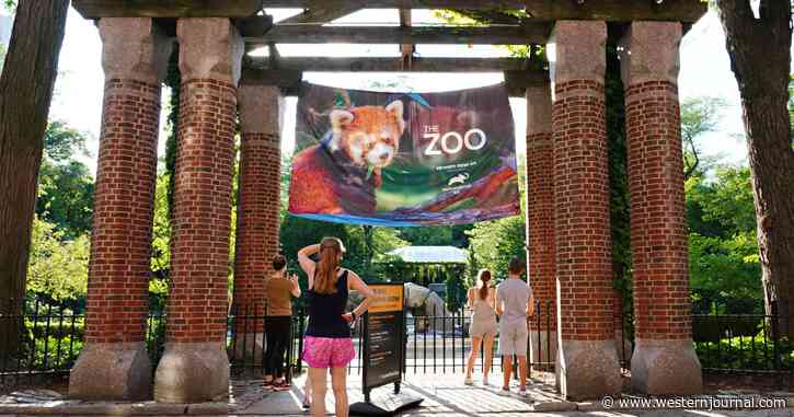 Multiple Sightings Made of Beast Escaped from Zoo, But It Continues to Evade Authorities