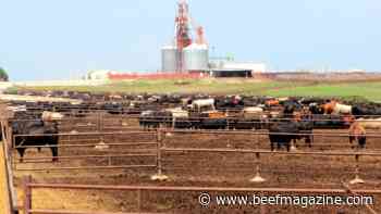 Cow numbers drop to 61-year low