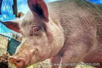 Rogue Langley pig turned Cowichan sanctuary resident dies