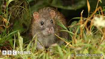 Tresco, Bryher and St Martin's rat scheme proposed