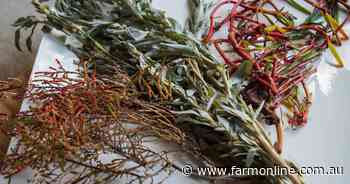 How these native Australian plants could deliver a nutritious alternative to salt