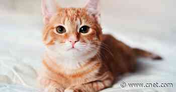 Animal Shelter Will Bury Your Ex's Name in Cat Litter for Valentine's Day     - CNET