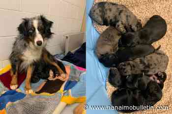 Chained up, starved and frozen, to puppies, snuggles and love in Kelowna