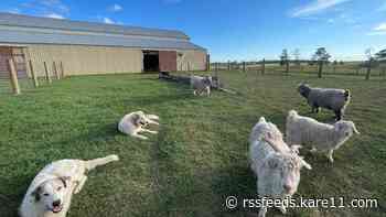 26 goats killed in northern Minnesota barn fire