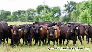 American Angus Association partners with IMI Global