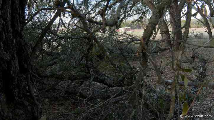 'Mourning our trees': Winter storm cleanup continues