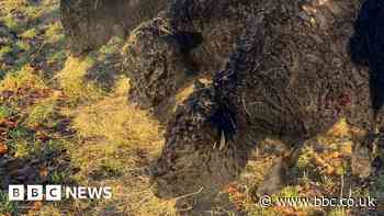 Cows arrive as new Wandlebury Country Park lawnmowers