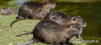 Biberratte: Von der Plage auf den Teller