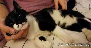 Tierheim Coburg: Junge Katze erlebt irre Lkw-Odyssee - unglaubliches Happy End