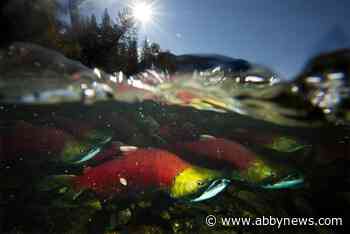 First Nations, B.C. groups launch coalition to save Pacific salmon from extinction