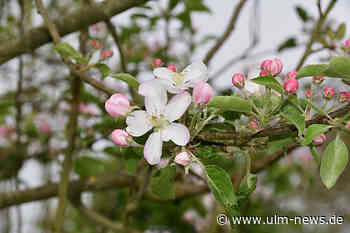 Neue Aktion: Pro Kind ein Baum geschenkt für Neu-Ulmer Eltern