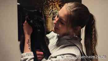 Metallschlinge um den Hals: Wer hat Dir das angetan, Kater „Chief“?