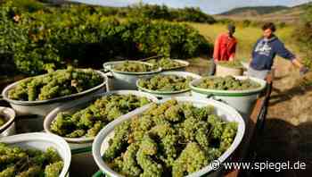 Frankreich lässt 2,5 Millionen Hektoliter Wein destillieren