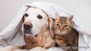 Saskatchewan residents prefer cats over dogs, survey finds