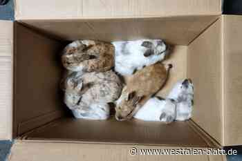 Kaninchen-Familie neben Bahngleisen in Bünde ausgesetzt