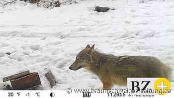 Ein Wolf bei Goslar – Wildkamera macht dieses Foto
