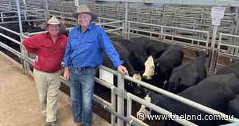 Forbes cows with calves sell to $3800 a unit