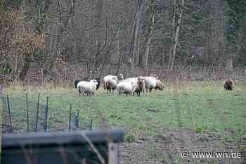 Getötete Schafe in Sudmühle: „Da fehlen einem die Worte“