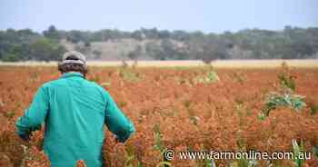 Tale of two summer crops as early paddocks outperform