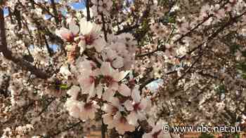 Almond growers choose safety in numbers to ward off economic worries