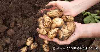 Shopper sparks debate and says 'life is a lie' after discovering symbol on bag of potatoes