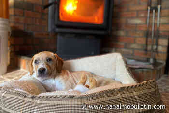 BC SPCA took in 1,000 more animals in 2022 than year prior