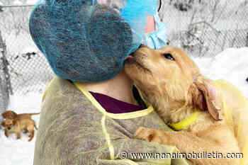 Almost 2 dozen golden retriever adults, puppies surrendered to SPCA in Quesnel