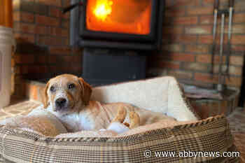 BC SPCA took in 1,000 more animals in 2022 than year prior