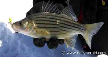 It hasn't been a good year for ice fishing