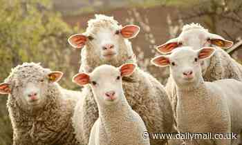 Sheep bond over stressful experiences such as being sheared or rounded up by dogs, study says 