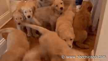 Golden Retriever Gives Birth Hours After Being Rescued From Negligent Breeder