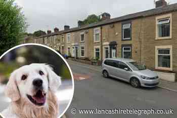 Darwen day care plan to move from children to dogs
