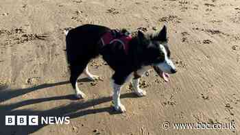 Fraisthorpe: Big turnout for dog's last trip to favourite beach