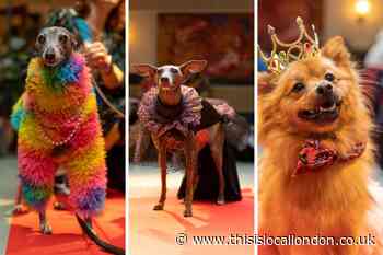 Dalston bar hosts drag competition for dogs and owners
