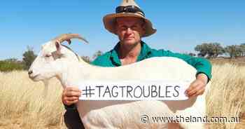 Producers kick down sheep and goat eID tags