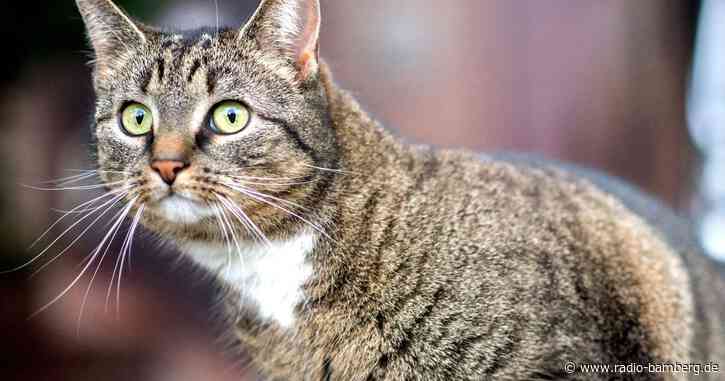 Katze verhakt sich in Motorraum und wird von Fahrer gerettet