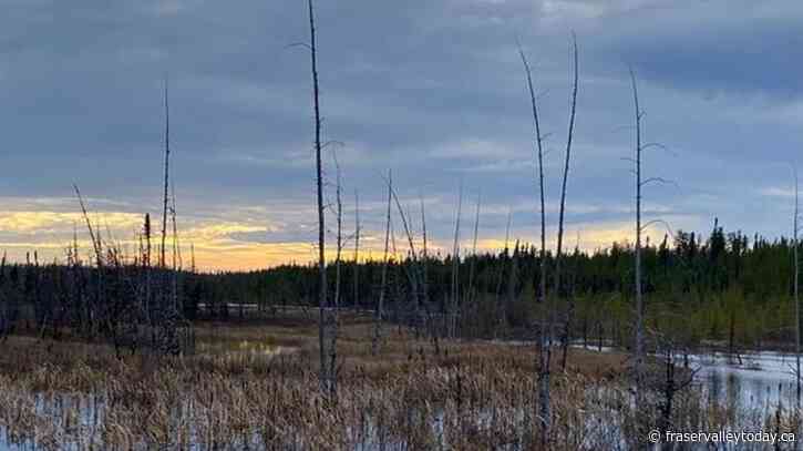 Caution urged as mining companies eye critical minerals below Quebec boreal forest