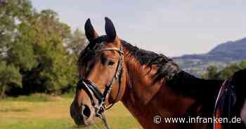 Schneckenlohe: Auto prallt gegen Pferd