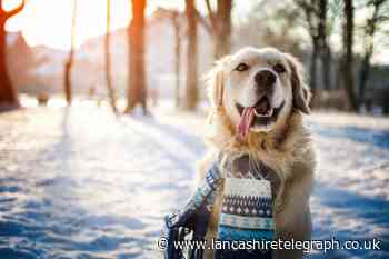 Vet's warning to dog owners of dangerous winter toxins